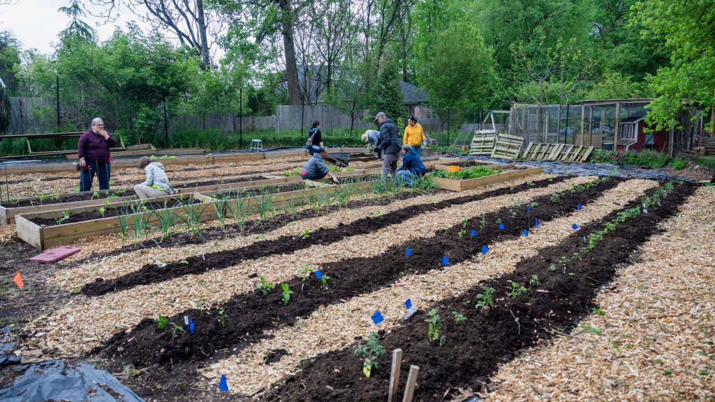 volunteers plant seedlings at the CCC garden plot at freetown farm