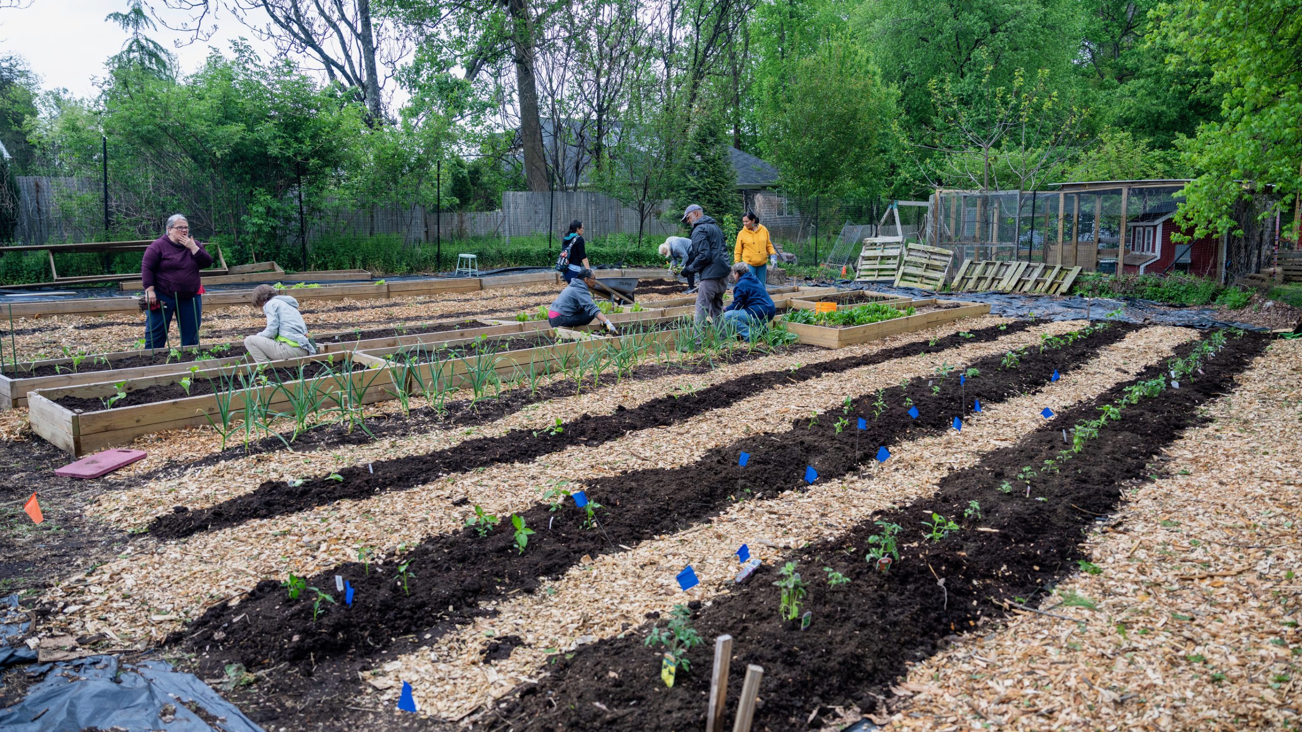 volunteers plant seedlings at the CCC garden plot at freetown farm